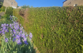 Élagueur à Yutz